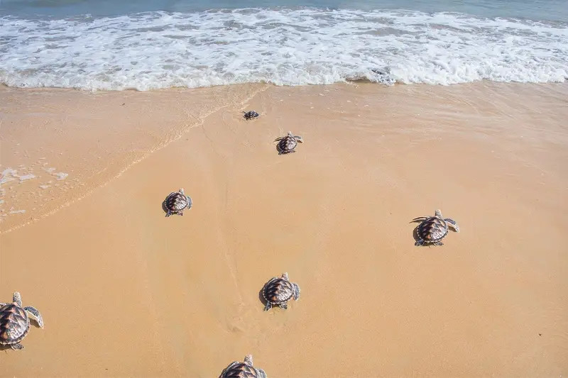 Alagadi turtle beach